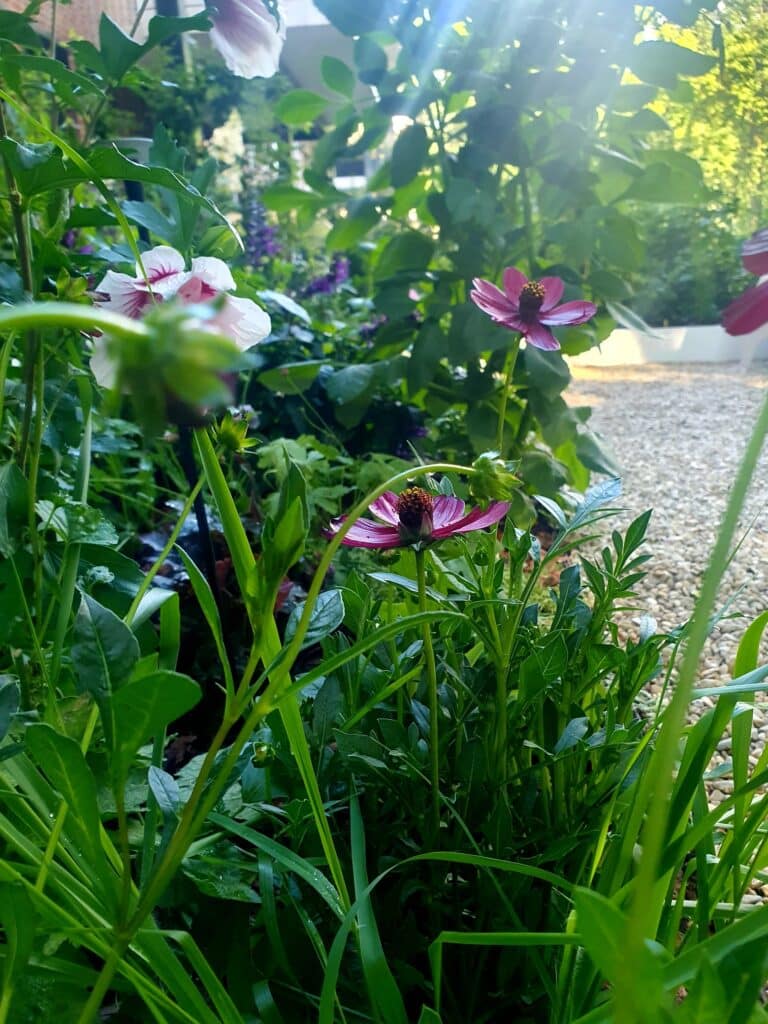 Roze bloemen in moderne tuin